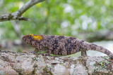 Calumma brevicorne