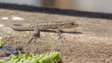 Lygodactylus pictus - Robust Dwarf Gecko