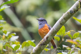 Forest Rock Thrush