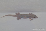 Hemidactylus mercatorius