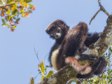 Propithecus edwardsi - Milne-Edwards’ Sifaka