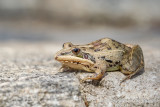 Ptychadena mascareniensis - Mascarene Grassland Frog