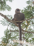 Eulemur rufifrons - Red-fronted Brown Lemur