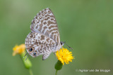 Leptotes pirithous - Lang’s Short-tailed Blue