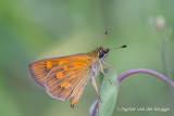 Skipper unknown