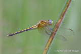 Orthetrum abbotti - Abbott's Skimmer