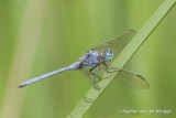 Orthetrum abbotti - Abbott's Skimmer
