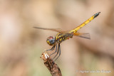 Trithemis selika