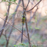 Anax tumorifer