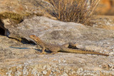 Oplurus quadrimaculatus - Duméril's Madagascar Swift