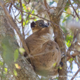 Lepilemur hubbardorum - Hubbards Sportive Lemur