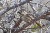 Red-shouldered Vanga