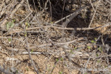 Mimophis mahfalensis