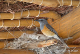 Littoral Rock Thrush