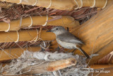 Littoral Rock Thrush