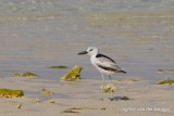 Crab-plover