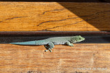 Phelsuma standingi - Standings Day Gecko