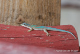 Phelsuma modesta - Modest Day Gecko