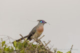 Crested Coua