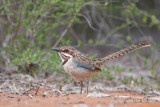 Long-tailed Ground Roller