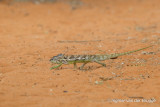 Furcifer verrucosus
