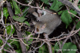 Microcebus murinus - Grey Mouse Lemur