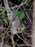 Microcebus murinus - Grey Mouse Lemur