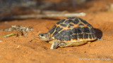 Pyxis arachnoides - Madagascan Spider Tortoise