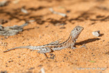 Chalarodon madagascariensis - Madagascar iguana