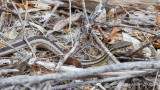 Dromicodryas bernieri - Berniers Striped Snake