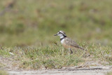 Madagascan Plover