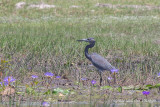 Humblot's Heron