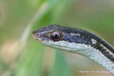 Dromicodryas quadrilineatus - Four-striped Snake