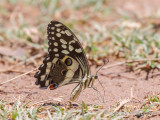 Papilio demodocus - Christmas Butterfly