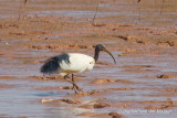 Malagasy Sacred Ibis