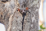 Lepilemur edwardsi - Milne-Edwardss Sportive Lemur