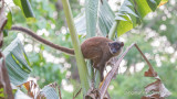 Eulemur mongoz - Mongoose Lemur