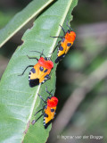 Coquerelia ventralis - Stink bug (Shield Bug)