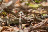 Leioheterodon modestus - Blonde Hognose Snake