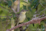 Long-billed Bernieria