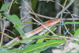 Ithycyphus miniatus - Tiny Night Snake