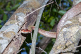 Ithycyphus miniatus - Tiny Night Snake