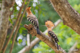 Madagascan Hoopoe