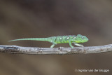 Furcifer oustaleti