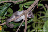 Cheirogaleus medius - Fat-tailed Dwarf Lemur