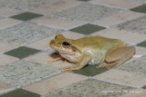 Boophis doulioti