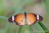 Danaus chrysippus orientis