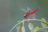 Aethriamanta rezia - Pygmy Basker