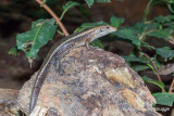 Zonosaurus laticaudatus - Western Girdled Lizard