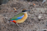 Mangrove Pitta